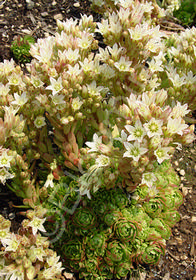 Rosularia muratdaghensis